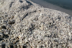 KB.4834SaltonSea©KristaBoggs©KristaBoggs